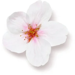 Rituals The Ritual Of Sakura Magic Touch Body Cream 100 Tube - 3 Pack - Rice Milk En Cherry Blossom 9 Rituals The Ritual Of Sakura Magic Touch Body Cream 100 Tube - 3 Pack - Rice Milk En Cherry Blossom -Goedkope Gezicht Zoet Winkel 1200x1191