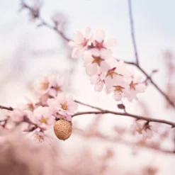 Weleda Zwangerschapsolie 10 Weleda Zwangerschapsolie -Goedkope Gezicht Zoet Winkel 1200x1199 1