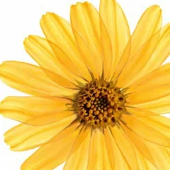 Kneipp Arnica Active - Massageolie -Goedkope Gezicht Zoet Winkel 1200x1200 196