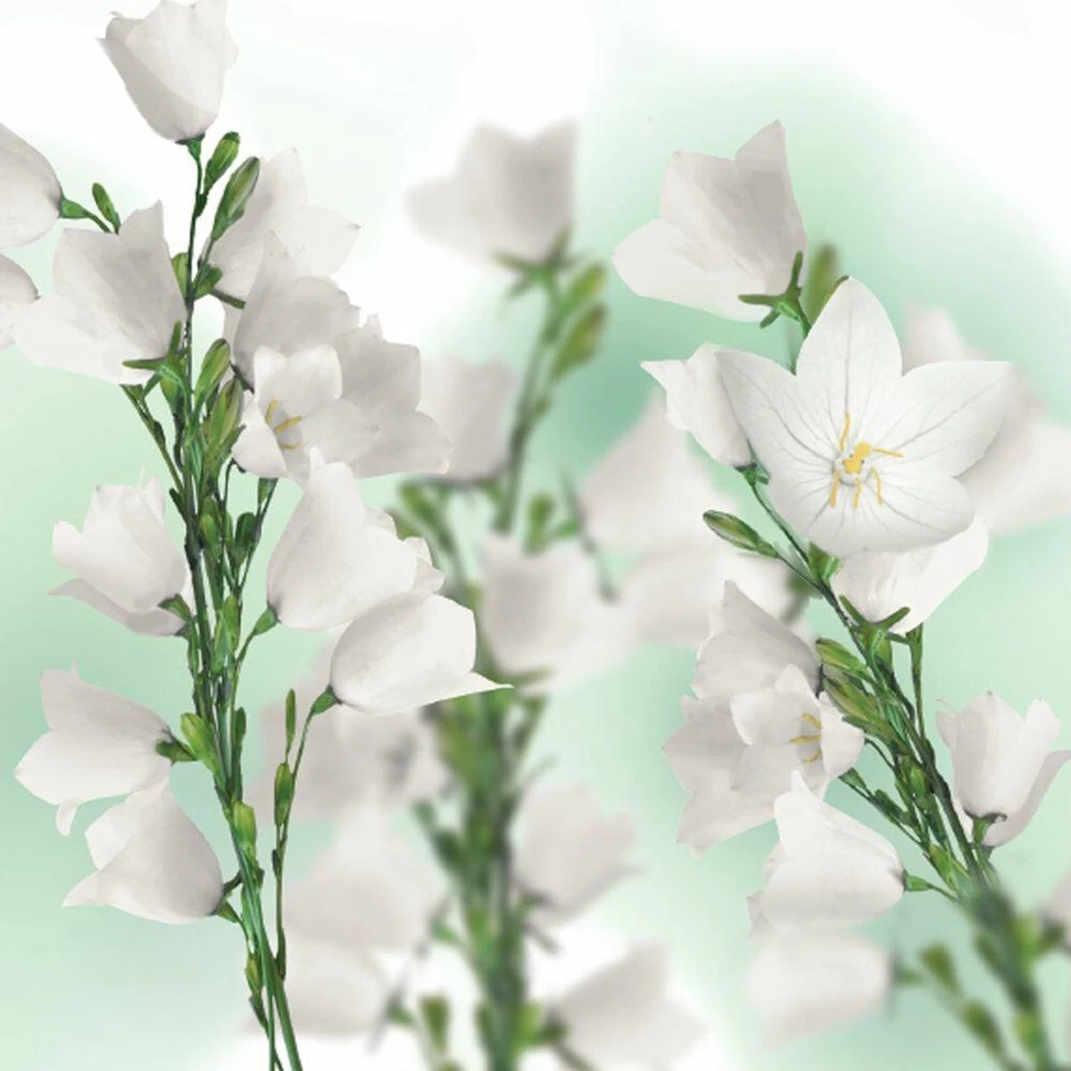 Kneipp Balancing - Massageolie 8 Kneipp Balancing - Massageolie - Afbeelding 8