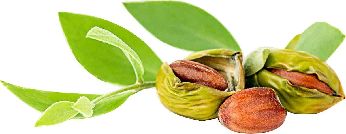 Jojoba Olie 100ml | 100% Puur & Onbewerkt | Jojobaolie Voor Gezicht, Haar En Lichaam 6 Jojoba Olie 100ml | 100% Puur & Onbewerkt | Jojobaolie Voor Gezicht, Haar En Lichaam - Afbeelding 6