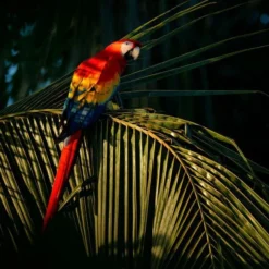 Kahai Oil - Monster 2 Ml - 100% Natuurlijke Anti-Aging Gezichtsolie - Cacay Olie - Huidverzorging - Krijg €3,- Retour Bij De Volgende Bestelling! 10 Kahai Oil - Monster 2 Ml - 100% Natuurlijke Anti-Aging Gezichtsolie - Cacay Olie - Huidverzorging - Krijg €3,- Retour Bij De Volgende Bestelling! -Goedkope Gezicht Zoet Winkel 1200x800 10