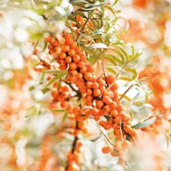 Weleda DUINDOORN VITALISERENDE BODY LOTION 8 Weleda DUINDOORN VITALISERENDE BODY LOTION -Goedkope Gezicht Zoet Winkel 1200x800 14