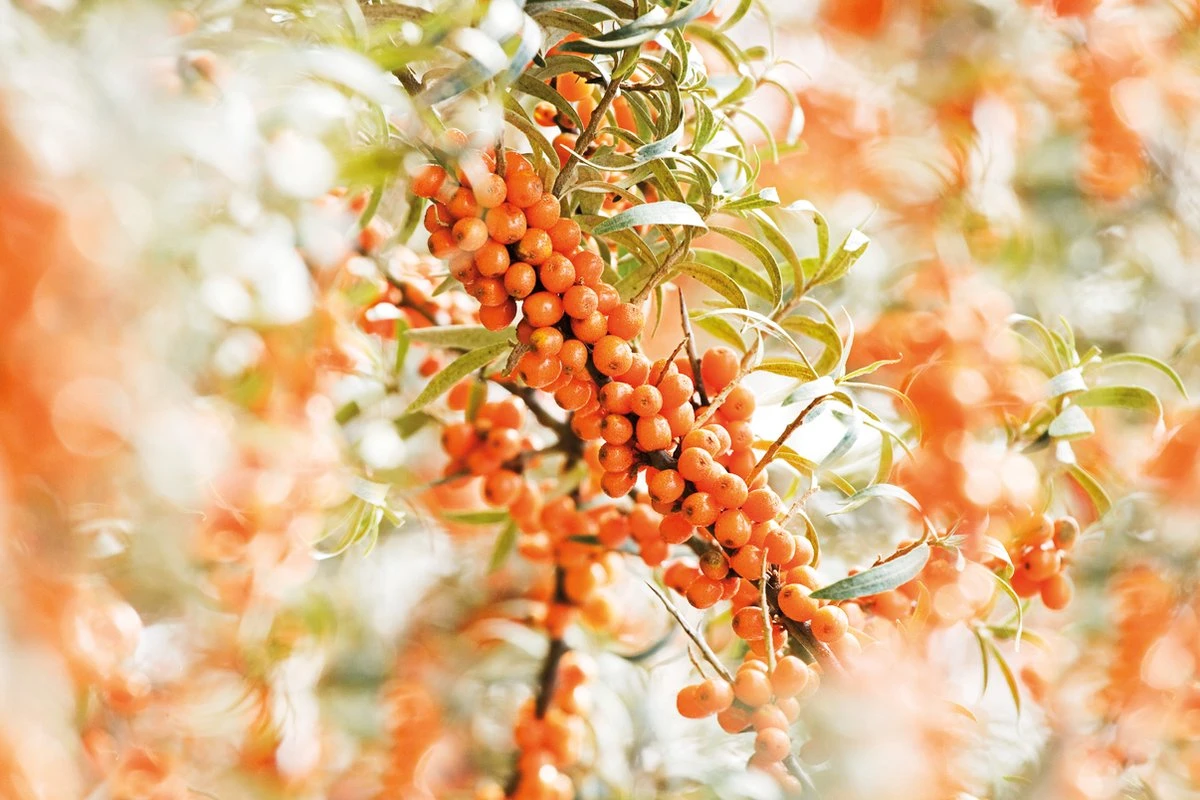 Weleda DUINDOORN VITALISERENDE BODY LOTION 4 Weleda DUINDOORN VITALISERENDE BODY LOTION - Afbeelding 4