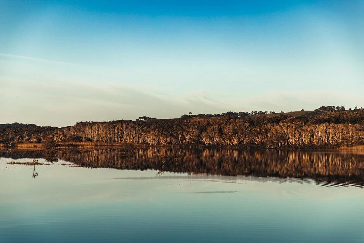 Australian Bodycare Body Treatment - 3 Producten Tegen Puistjes, Een Onzuivere Huid En Mee–eters Op De Rug En Billen Gebaseerd Op Tea Tree Olie - Bevat Douchegel En Peeling Om Je Huid Te Reinigen En Bodylotion Om Je Huid Te Hydrateren En Verzorgen 4 Australian Bodycare Body Treatment - 3 Producten Tegen Puistjes, Een Onzuivere Huid En Mee–eters Op De Rug En Billen Gebaseerd Op Tea Tree Olie - Bevat Douchegel En Peeling Om Je Huid Te Reinigen En Bodylotion Om Je Huid Te Hydrateren En Verzorgen - Afbeelding 4