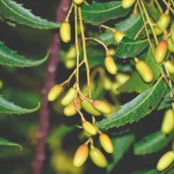Neemolie 1 Liter - Biologische Neem Olie - Koudgeperst - Azadirachta Indica - Gerecyclede Verpakking -Goedkope Gezicht Zoet Winkel 1200x800 5