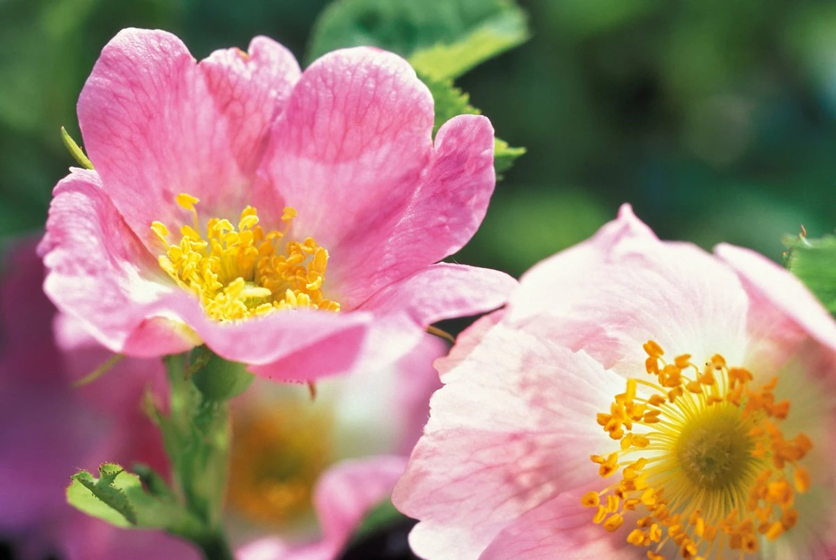 Weleda WILDE ROZEN VERWENNENDE BODY LOTION 4 Weleda WILDE ROZEN VERWENNENDE BODY LOTION - Afbeelding 4