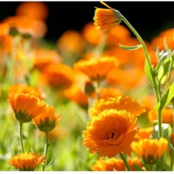 Weleda Calendula Zalf 6 Weleda Calendula Zalf -Goedkope Gezicht Zoet Winkel 1200x819