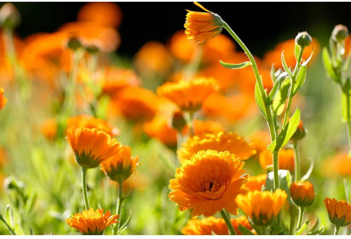 Weleda Calendula Zalf 3 Weleda Calendula Zalf - Afbeelding 3