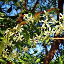 Neemolie Puur 20ml Pipetfles - Koudgeperste En Onbewerkte Neem Olie Voor Huid, Planten En Dieren 5 Neemolie Puur 20ml Pipetfles - Koudgeperste En Onbewerkte Neem Olie Voor Huid, Planten En Dieren -Goedkope Gezicht Zoet Winkel 1200x820 1