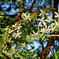 Neemolie Puur 100ml - Koudgeperste En Onbewerkte Neem Olie Van Azadirachta Indica Zaden Voor Mens, Dier En Plant 9 Neemolie Puur 100ml - Koudgeperste En Onbewerkte Neem Olie Van Azadirachta Indica Zaden Voor Mens, Dier En Plant -Goedkope Gezicht Zoet Winkel 1200x820 2