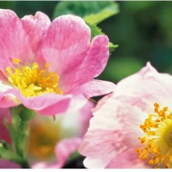 Weleda Wilde Rozen Harmoniserende Body Olie 9 Weleda Wilde Rozen Harmoniserende Body Olie -Goedkope Gezicht Zoet Winkel 1200x822