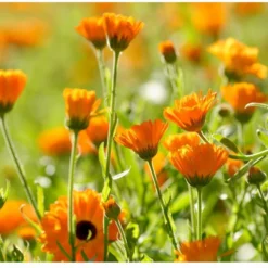 Weleda Calendula Massageolie 6 Weleda Calendula Massageolie -Goedkope Gezicht Zoet Winkel 1200x825 3