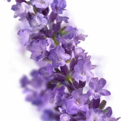 Kneipp Relaxing - Massageolie 13 Kneipp Relaxing - Massageolie -Goedkope Gezicht Zoet Winkel 703x1200 1