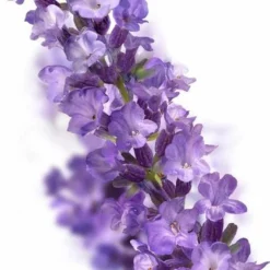 Kneipp Relaxing - Huidolie -Goedkope Gezicht Zoet Winkel 703x1200